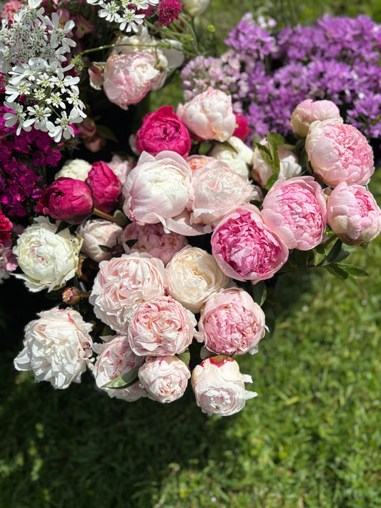 Peonies for Collection from the Farm