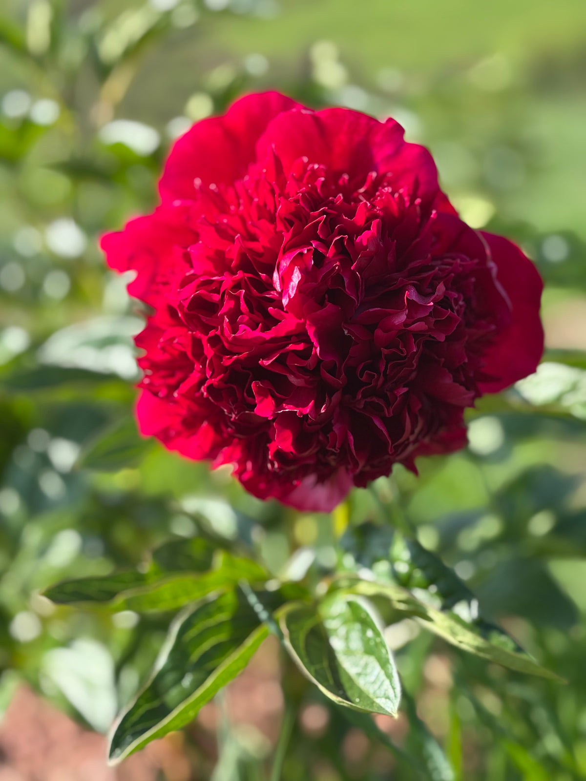 Peonies for Collection from the Farm