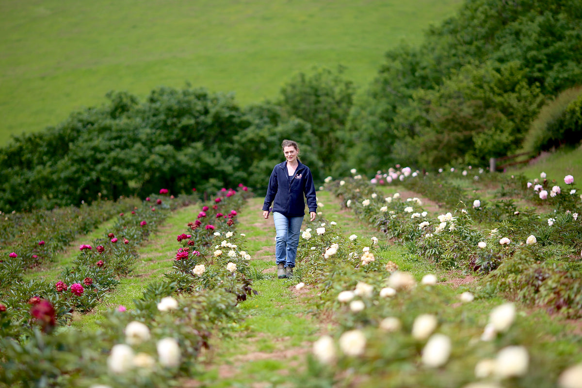 Peonies for Collection from the Farm