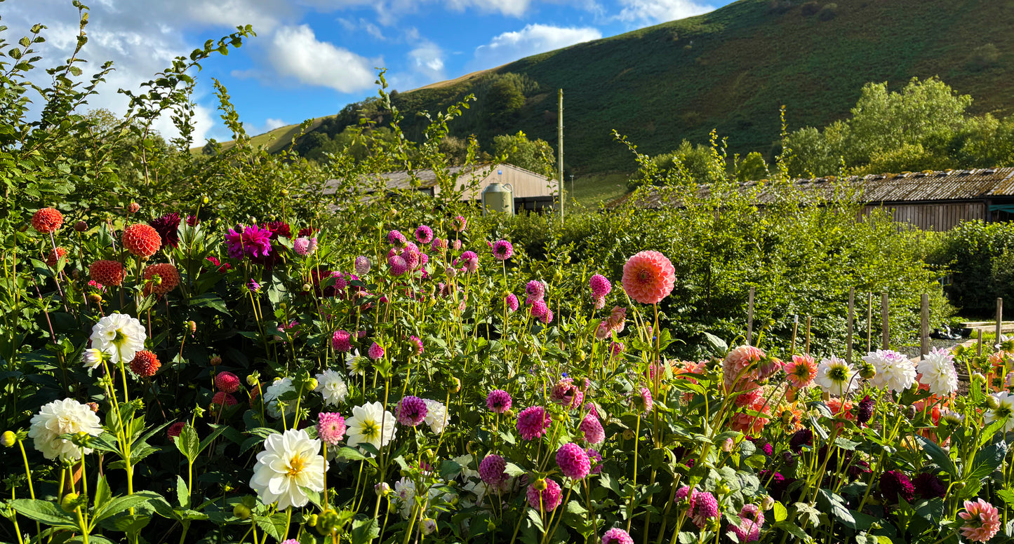 Workshop: Pick Your Own Flowers and Create a Hand-Tied Bouquet
